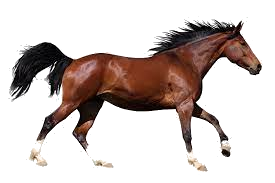 Horse.png
