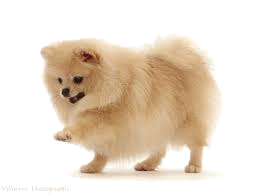 pomer.png